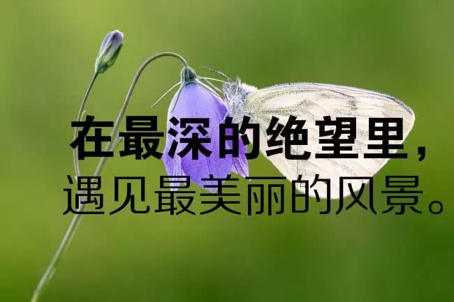 赞美说说的句子大全_(情感语录短句)
