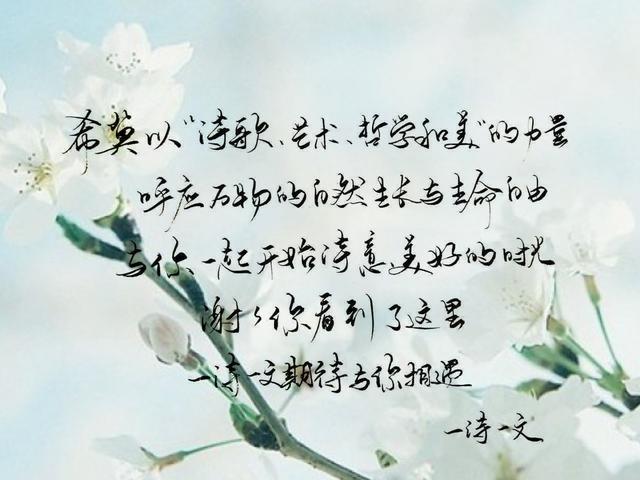 赞美百合花励志的句子大全 赞美百合花励志的句子大全
