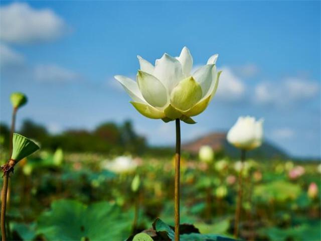 赞美花花和心情的简短句子 赞美花花和心情的简短句子
