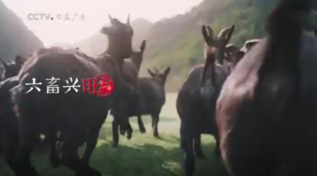 赞美警犬的句子成语