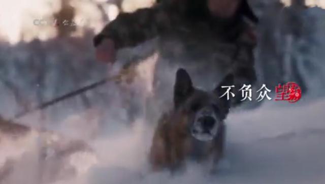 赞美警犬的句子成语