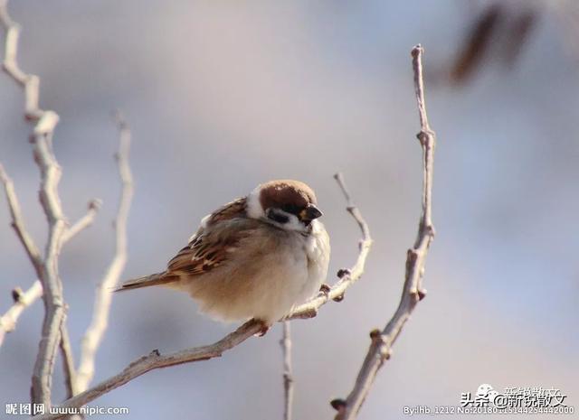 太阳、大风、寒鸟、曲桥,冬天的精短美文,每一篇都是一幅画