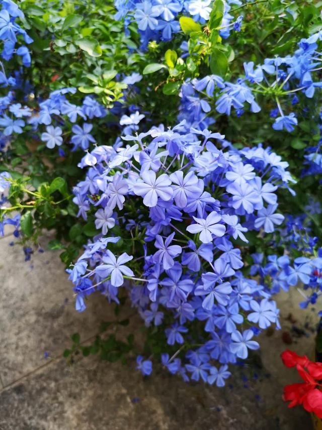 赞美11份季节的句子