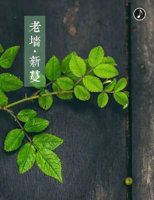 初中生美文《遇见》八篇,下次给您《惊喜》