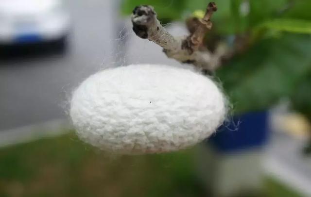 今日美文 | 我的养蚕经历 / 一棵枇杷树