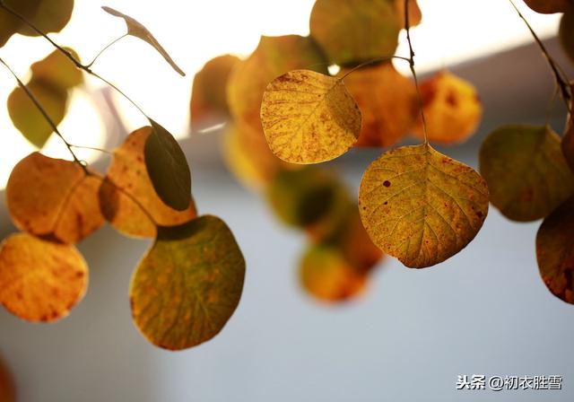 秋冬季节景色的句子 秋冬季节景色的句子