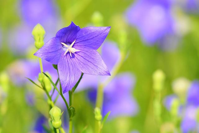 形容五月季节的句子 形容五月季节的句子