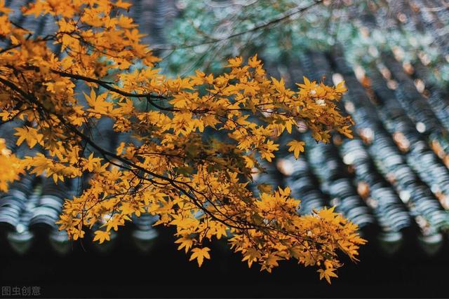 【格律诗词六首】红叶谷
