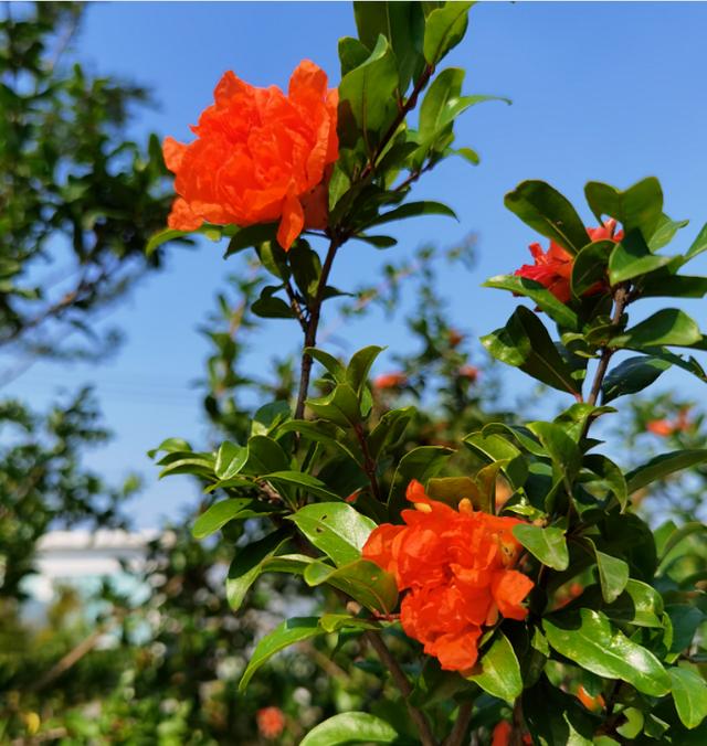 形容五月季节的句子 形容五月季节的句子