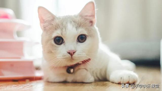 小学生作文赏析—《我的动物朋友小猫》300字(精选范文3篇)