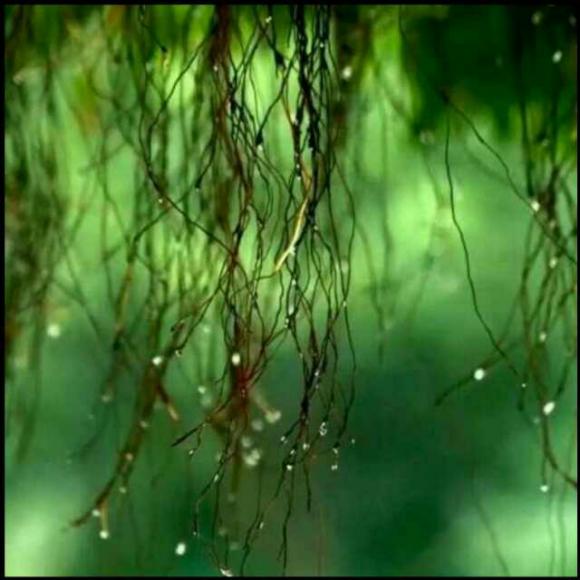 形容初夏季节的优美句子【千古绝句最美古诗文】