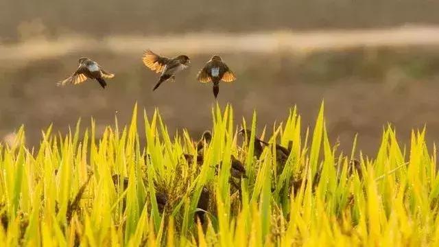 春天是收获的季节句子 春天是收获的季节句子