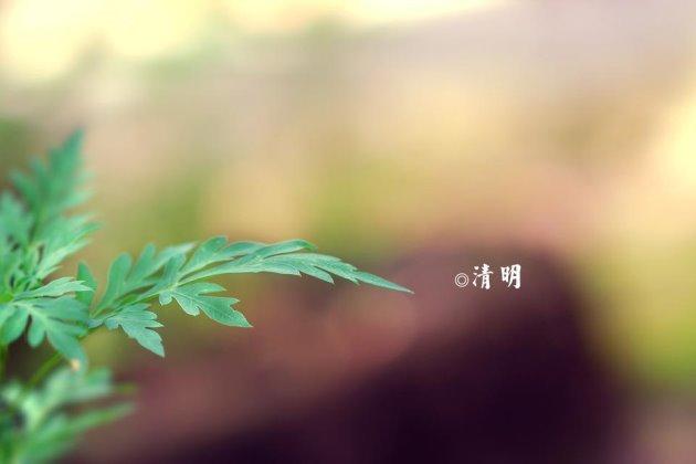 清明节的美文美句摘抄 清明节的美文美句摘抄