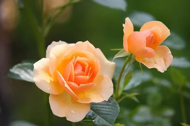 描写花开季节的优美句子 描写花开季节的优美句子