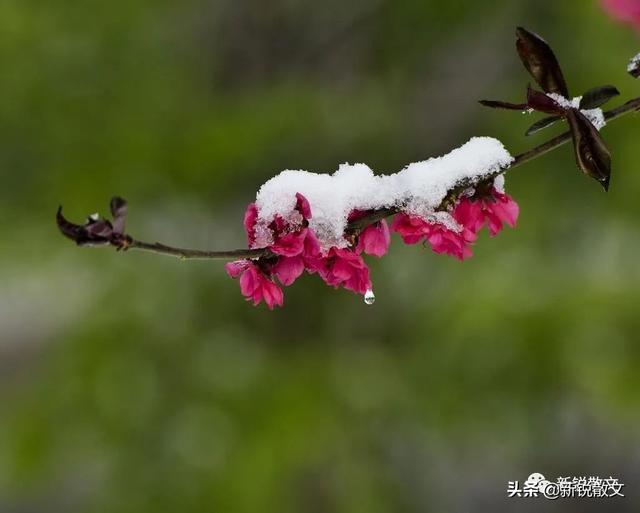 关于春天的美文:春天,始于一场融雪