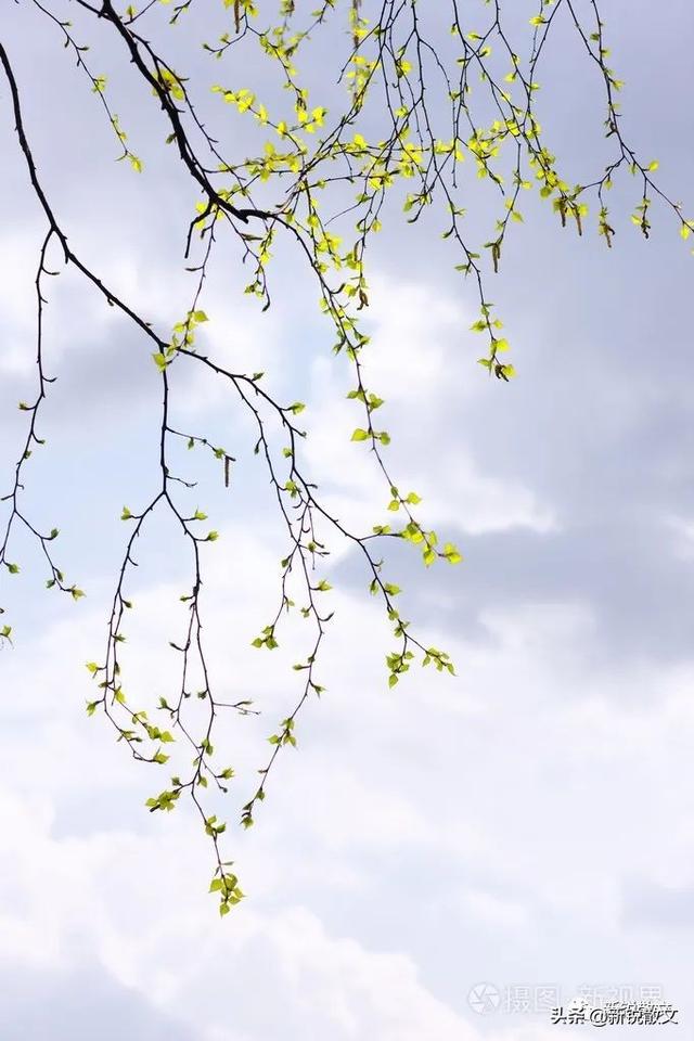 关于春天的美文:春天,始于一场融雪
