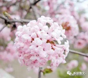 关于春天的美文:春天,始于一场融雪