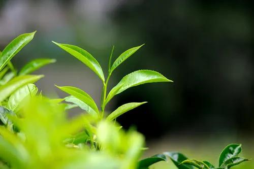 一年级写季节的短句子 一年级写季节的短句子
