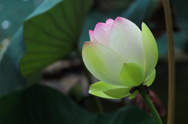大师笔下的春日赏花图鉴 | 汪曾祺经典短篇美文《花》