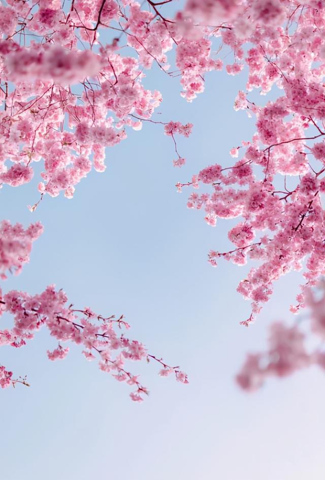 大师笔下的春日赏花图鉴 | 汪曾祺经典短篇美文《花》
