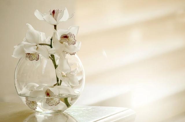 大师笔下的春日赏花图鉴 | 汪曾祺经典短篇美文《花》