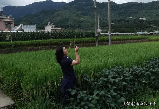 赞美秋收季节的句子