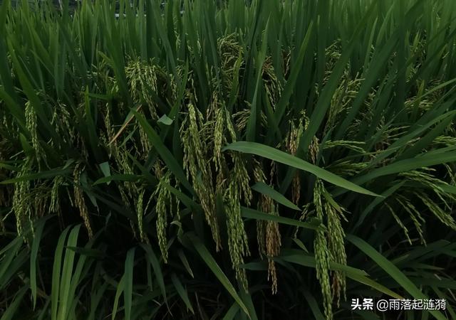 赞美秋收季节的句子