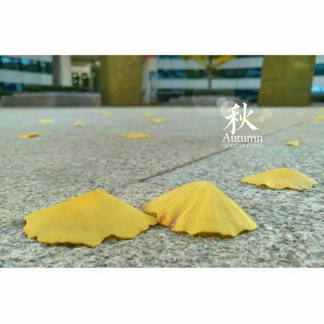 美文美句图片的有哪些软件
