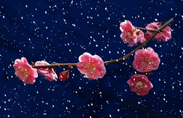 飘雪的句子飘雪的季节更想你 飘雪的句子飘雪的季节更想你