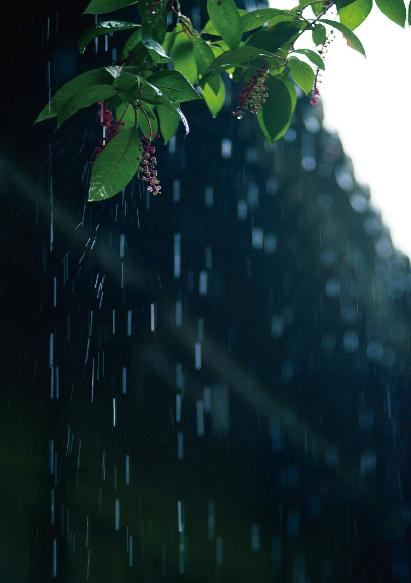 描写夏天梅雨季节的句子 描写夏天梅雨季节的句子