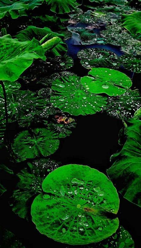 描写夏天梅雨季节的句子 描写夏天梅雨季节的句子