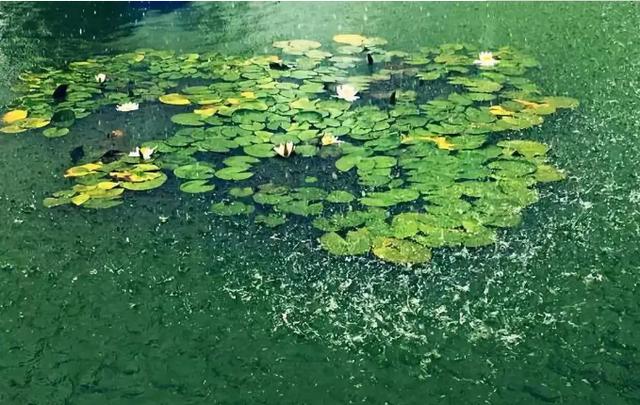描写夏天梅雨季节的句子 描写夏天梅雨季节的句子