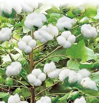 关于收获的季节的句子