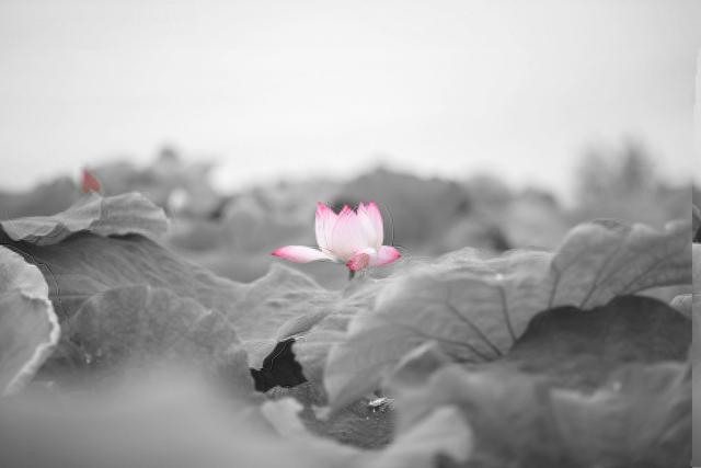 最美的10篇古文,文字美,韵律美,意境美,至今读来,韵味无穷