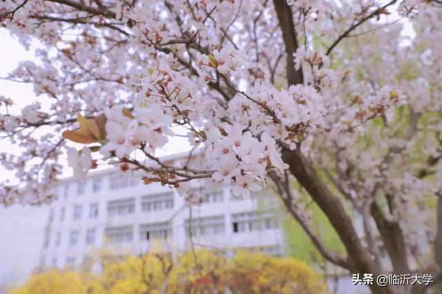 四月花开的季节优美的句子 四月花开的季节优美的句子