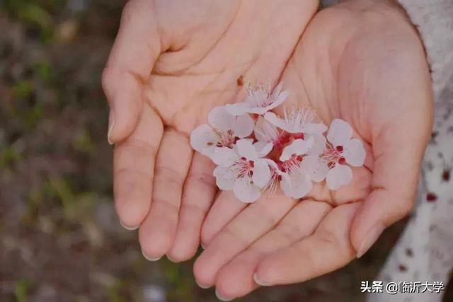 四月花开的季节优美的句子 四月花开的季节优美的句子