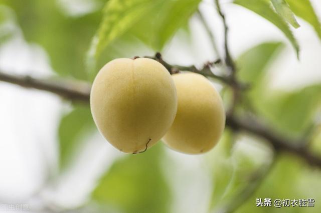 形容梅雨季节的句子 形容梅雨季节的句子
