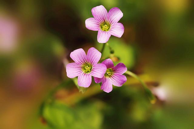 形容花开的季节优美句子 形容花开的季节优美句子