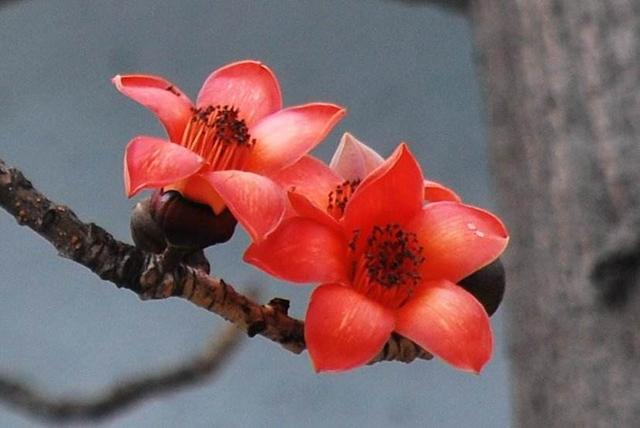 花的季节形容美的句子 花的季节形容美的句子