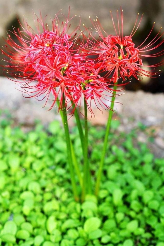 花的季节形容美的句子 花的季节形容美的句子