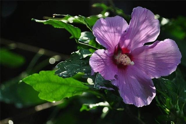 花的季节形容美的句子 花的季节形容美的句子