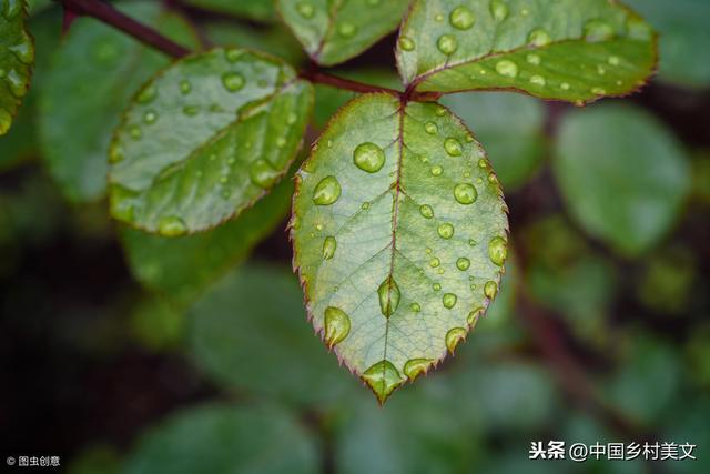 散文:春雨
