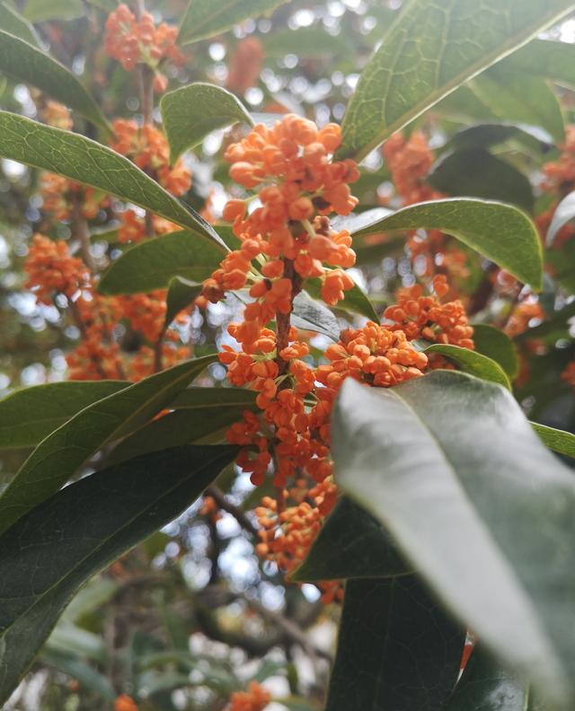 八月季节的优美句子 八月季节的优美句子