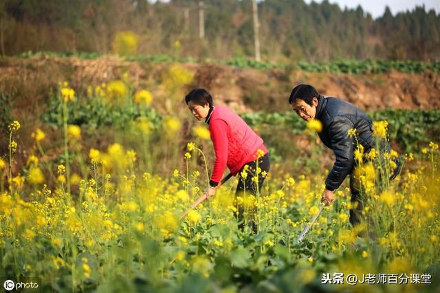 精选小学二年级作文大全20篇,各版本通用,都是不错的习作范文