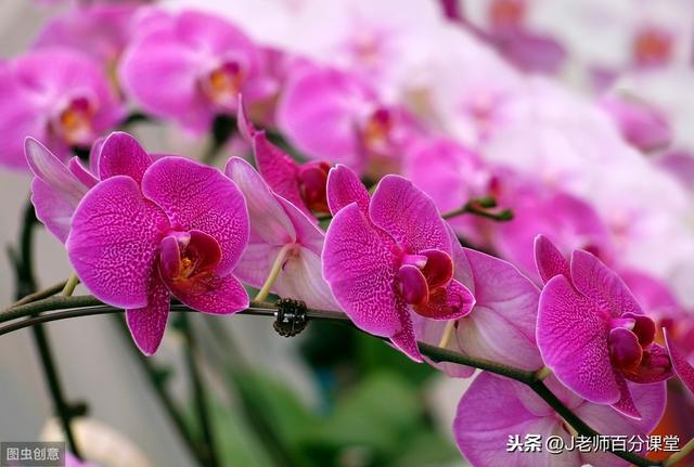精选小学二年级作文大全20篇,各版本通用,都是不错的习作范文
