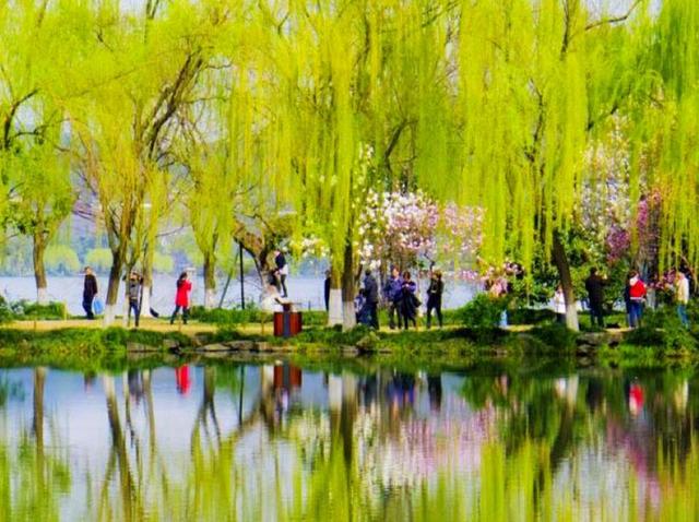春到枝枝是绿丝,十二首咏柳的诗词,感受春天的勃勃生机