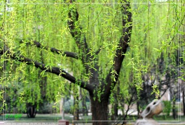 春到枝枝是绿丝,十二首咏柳的诗词,感受春天的勃勃生机
