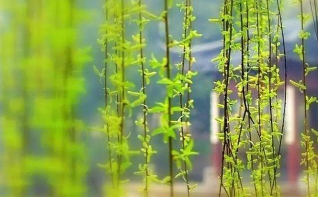 春到枝枝是绿丝,十二首咏柳的诗词,感受春天的勃勃生机
