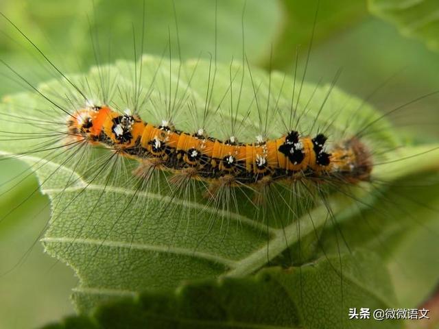 昆虫记美文美句摘抄 昆虫记美文美句摘抄