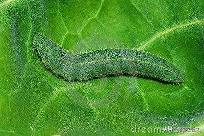 昆虫记美文美句摘抄 昆虫记美文美句摘抄
